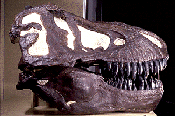 Tyrannosaurus in Karlsruhe