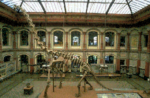Brachiosaurus brancai in Berlin
