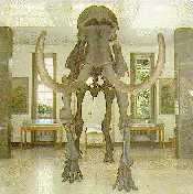 Mammut im Eiszeitsaal in Münster