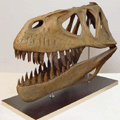 Voß: Torvosaurus-Schädel